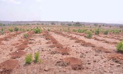 aa